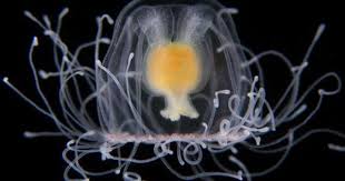 This Jellyfish Can Benjamin Button Itself Jellyfish Microscopic Immortal