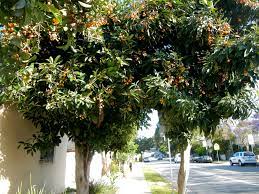 Growing and planting popular and rare fruit trees, flowering, privacy, and persian plants in los angeles for over 20 years. Street Tree Fruit Los Angeles Love Affair