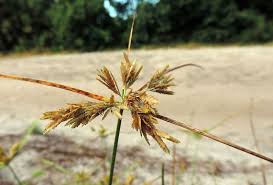 Image result for Pycreus unioloides