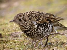 Image result for トラツグミ