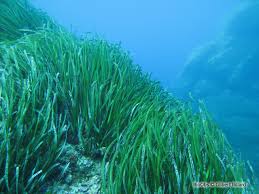 Posidonie Posidonia Oceanica Bioobs