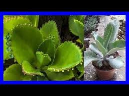 Pin En Kalanchoe Varieties