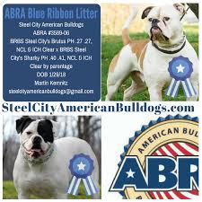 We're a bunch of western pennsylvanian adults who love lego bricks! Pin On American Bulldog Puppies