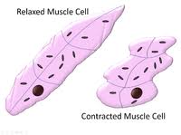 Specialised Animal Cell Key Stage Wiki