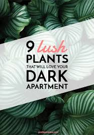 9 Actual Low Light Plants No Really Posh Pennies In 2020 House Plants Indoor Indoor Plants Low Light Low Light Plants