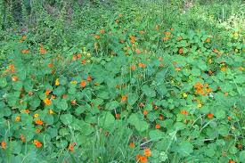 Image result for Tropaeolum majus