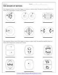 Mitosis And Meiosis Worksheets Mitosis Meiosis Biology Worksheet