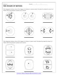 Mitosis vs meiosis comparison select recap answer key by amoeba sisters, mitosis vs meiosis venn diagram by mallory genetics unit test study guide answer key. Pin On Science Classroom