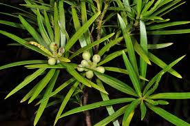 Image result for Podocarpaceae