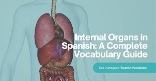 Image result for internal organs