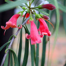 Image result for Indigastrum parviflorum