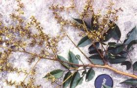 Image result for Dialium englerianum