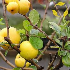 Image result for Chaenomeles japonica