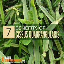Image result for Cissus quadrangularis