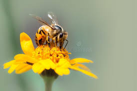 We did not find results for: Honey Bee Pollinator Close Up Macro Photo Bee Is Drinking Nectar From Yellow Wild Flower With Proboscis Stock Image Image Of Color Nectar 137956877