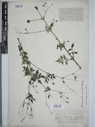 Image result for Bidens biternata