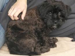 Diese Hunde Suchen Ein Neues Zuhause
