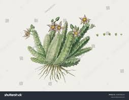 Image result for Piaranthus atrosanguineus