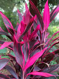 Check spelling or type a new query. File Cordyline Red Sister Jpg Wikimedia Commons