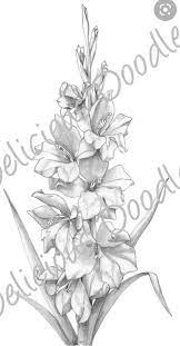 Gladiolus Gladiolus Flower Gladiolus Tattoo Flower Drawing