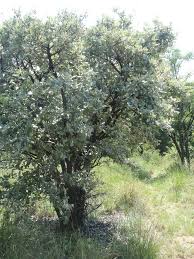 Image result for Brachylaena discolor