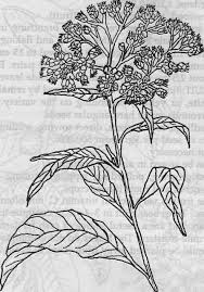 Image result for Psiadia punctulata