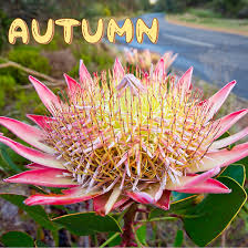 Image result for Protea madiensis