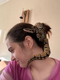 Tips for ball python shedding in one piece?