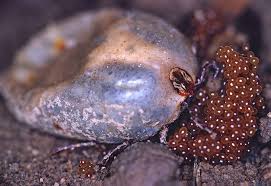 May 26, 2018 · begin by getting rid of tall grass and brush, especially at the edge of your lawn, to eliminate ticks' favorite hangout spots. How To Kill And Prevent Ticks In Your Lawn