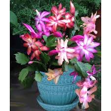Shop cool personalized christmas cactus with unbelievable discounts. Trio Of Christmas Cactus Schlumbergera Hybrids A Swirl Of Colors In Tones Of Golden Yellow Pin Christmas Cactus Christmas Cactus Plant Christmas Cactus Care