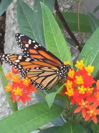 8 2 7 Tall Plants Tropical Milkweed Asclepias Curassavica Monarch Butterfly Garden Milkweed Plant Butterfly Garden Plants Growing Seeds