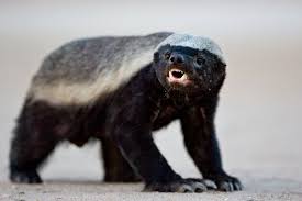 Honey Badger Honey Badger Honey Badger Meme Honey Badger Humor