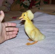 Black And Yellow Duckling Breed Crested Pekin Duck Pekin Duck Cute Ducklings Pet Ducks