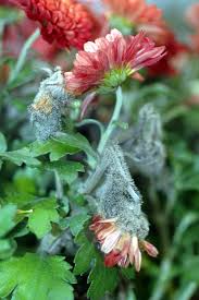 Like powdery mildew, gray mold is well named. Chrysanthemum Gray Mold Pacific Northwest Pest Management Handbooks
