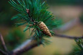 Cone Conifer Coniferous Wallpapers And Backgronds Free Images Free Photos I Public Domain