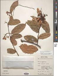 Image result for Acridocarpus chloropterus