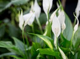 The peace lily is associated in christianity with the virgin mary and the eater season. Peace Lily How To Care For Peace Lily Plants Bbc Gardeners World Magazine