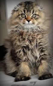 Highland Scottish Fold Satilik Scottish Fold Cats Animals
