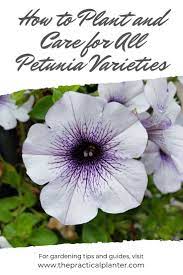Pin On Gardening