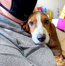 Mixing basset hound with other dog should be done properly without getting them hurt. Hsmo Awarded Custody Of 55 Dogs Rescued From Franklin County Humane Society Of Missouri