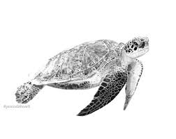 Cat, dog, sea turtle, wolf, cheetah, bear. Graphite Drawings Jessica Lebo Art