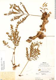 Image result for Neptunia oleracea