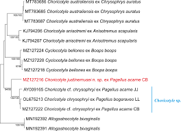 Image result for Cyclocotyla