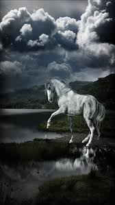 beautiful white horse horses beautiful horses animals beautiful