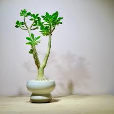 Image result for Dorstenia brownii