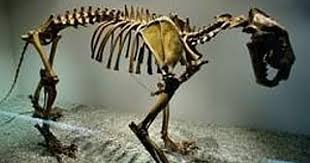 Berakhir Penuh Tanda Tanya Animal Skeletons Extinct Animals Nearly Extinct Animals