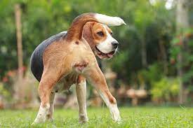 How Long Does The Bleeding Last In Female Dogs In Heat