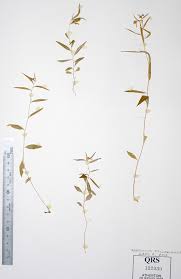 Image result for Afrohybanthus enneaspermus