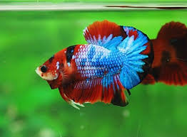 Pin Von Heather Schafer Auf Beautiful Betta Fish Fische