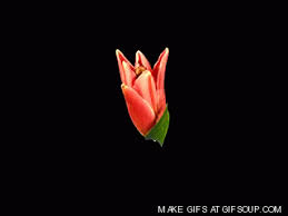 Plants flowers flowers gif nature animation art image my flower animation glitter graphics. Fleurs Blume Flower Gif Find On Gifer